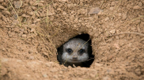 Чалый: У Лукашенко очень узкий коридор возможностей. И он же сам себе эту нору вырыл
