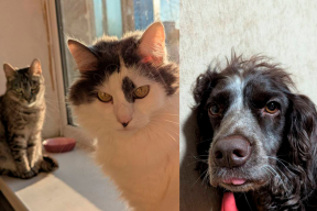 «Калі ўначы пачынаецца атака, то ў першую чаргу глядзіць на нас — рэагуем ці не»