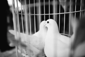 Чего лишается Беларусь, когда власти отправляют в колонию за политику тех, кто помогал людям